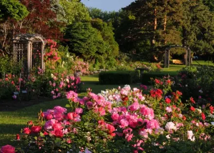 Au centre de cette photographie, des rosiers fournis occupent le premier plan. Leurs fleurs rouges, roses et blanches harmonisent le jardin. À l’arrière-plan, on voit deux arches de bois entourées de plusieurs roses de différentes tailles. Des allées gazonnées permettent la circulation du public.