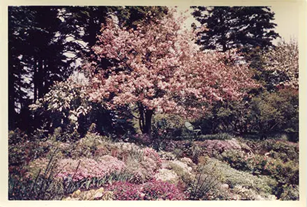 Sur cette photographie couleur d’archive, de nombreuses fleurs de couleurs variées figurent au premier plan. Il s’agit du Jardin du ruisseau des Jardins de Métis, où l’on devine le ruisseau Page qui le traverse. Un pommetier en fleur trône au centre de l’image, en haut de la pente. Sous les branches du pommetier, une chaise verte permet de faire une halte pour contempler le Jardin et le ruisseau Page, en bas. De grandes épinettes se déploient au fond de la photographie.