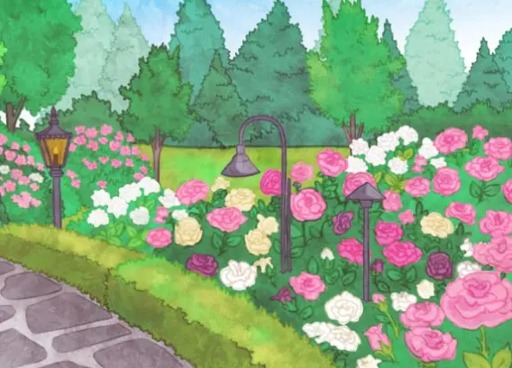 Une roseraie au maximum de sa floraison est représentée sur ce dessin. Des fleurs roses, blanches, jaunes et pourpres sont présentes. Ces rosiers longent un buisson délimitant un sentier de pierres. Trois lampes sont disposées afin d’éclairer le sentier. Au fond, des conifères et des feuillus délimitent le jardin.