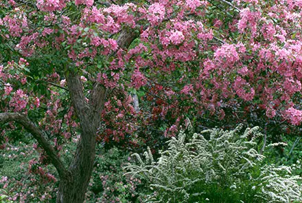 Sur cette photographie couleur, un pommetier se trouve au premier plan. Il est entouré de fougères vertes. On devine un autre pommetier derrière, mais on ne voit que ses fleurs. L’arbre est au maximum de sa floraison. La couleur de ses nombreuses fleurs varie du rouge au rose pâle.