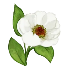 Dessin de pivoine