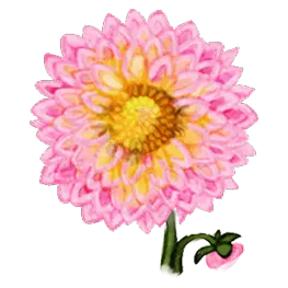Dessin d'un dahlia