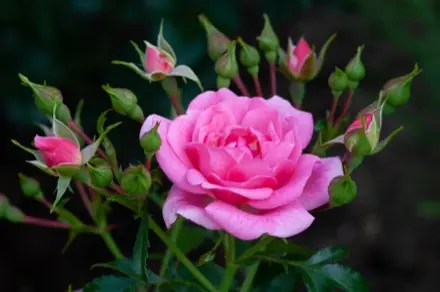 Photographie en gros plan d’une rose en pleine floraison entourée de boutons floraux sur le point d’éclore.
