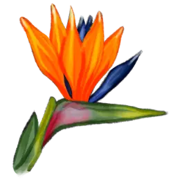 Oiseau du paradis
