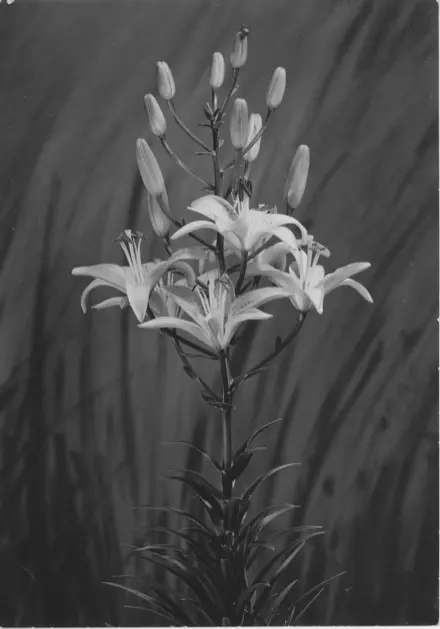 Sur cette photo en noir et blanc, un lis ‘George C. Creelman’ est centré sur un fond gris. Au bas du plant, une quinzaine de feuilles sont présentes. Plus haut, des fleurs blanches et des boutons floraux sont présents