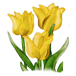 Dessin de tulipe