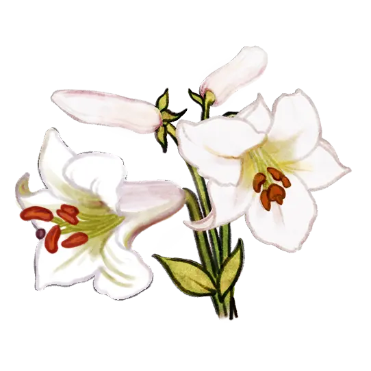 EN - Illustration d’un lis ‘George C. Creelman’