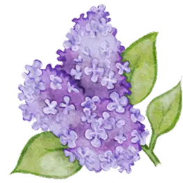 Dessin d'un lilas