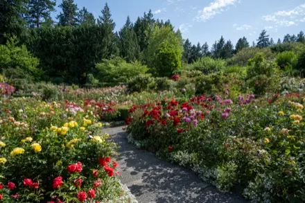 Sur cette photographie couleur, on explore une autre section de la roseraie. Un sentier serpente dans le jardin; les nombreux rosiers sont garnis de fleurs. Jaune, rouge, rose, blanc : des roses de couleurs variées alternent dans ce jardin. Au fond, des arbres et des arbustes variés délimitent l’espace. 