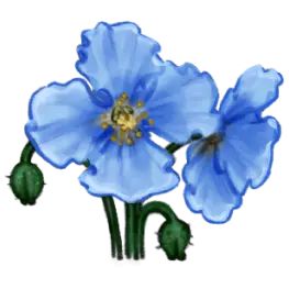 Pavot bleu